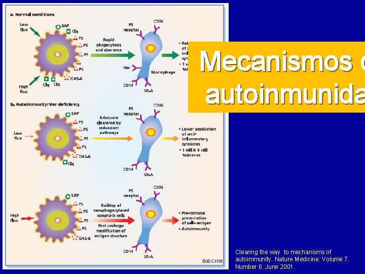 Mecanismos d autoinmunida Clearing the way to mechanisms of autoimmunity. Nature Medicine. Volume 7.