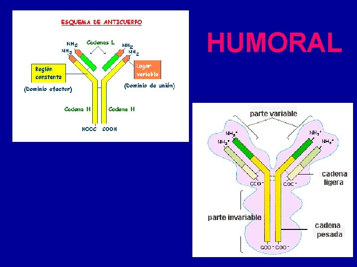 HUMORAL 