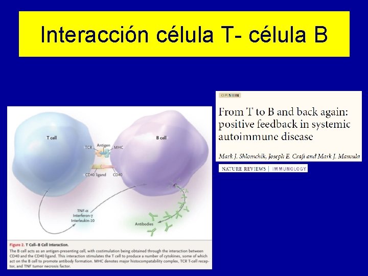 Interacción célula T- célula B 