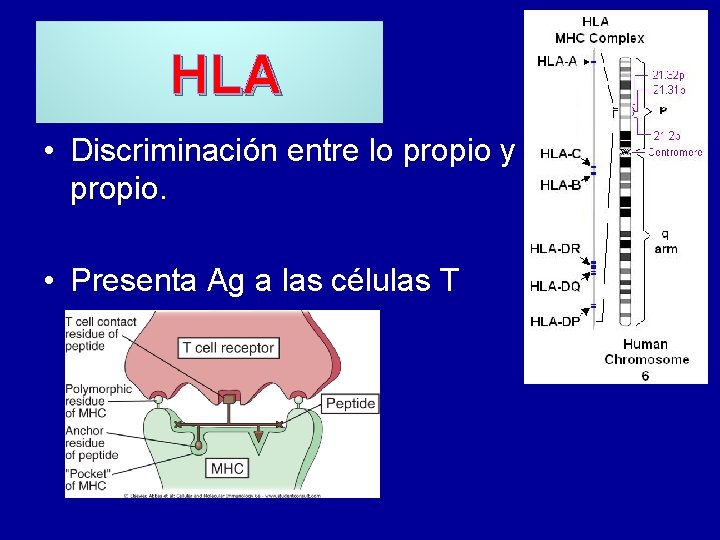 HLA • Discriminación entre lo propio y lo no propio. • Presenta Ag a