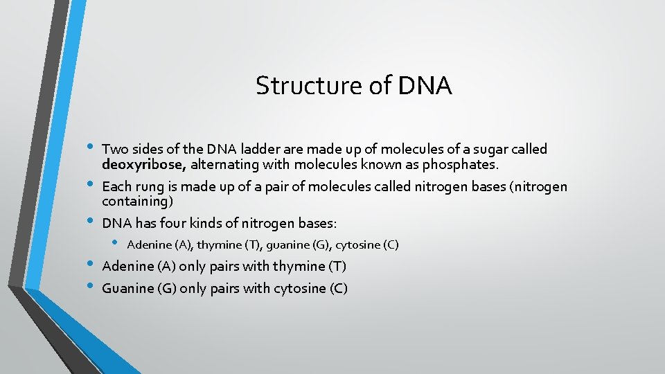 Structure of DNA • • • Two sides of the DNA ladder are made