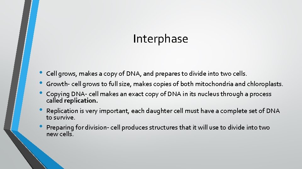 Interphase • • • Cell grows, makes a copy of DNA, and prepares to