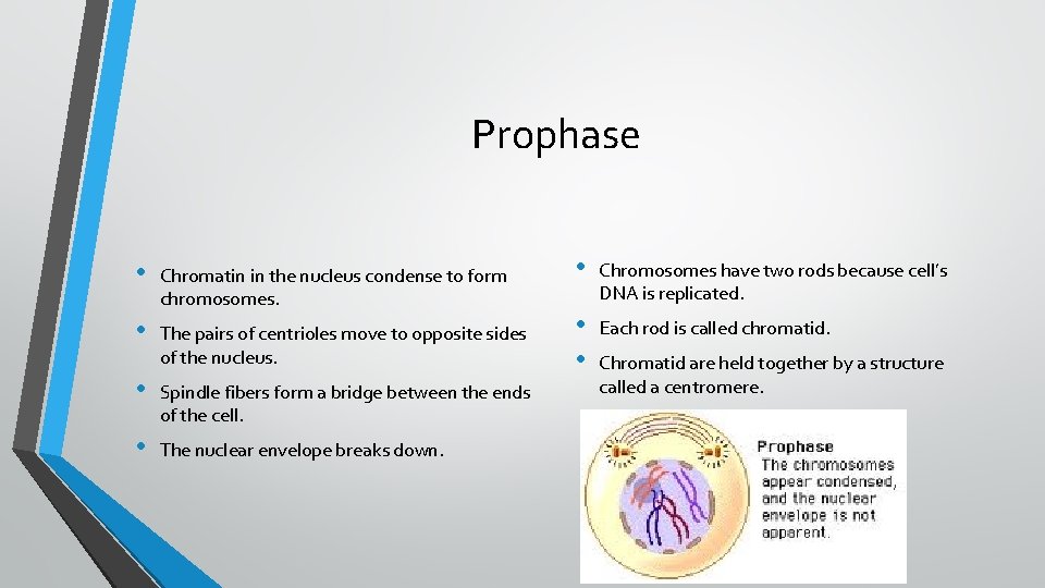 Prophase • Chromatin in the nucleus condense to form chromosomes. • The pairs of