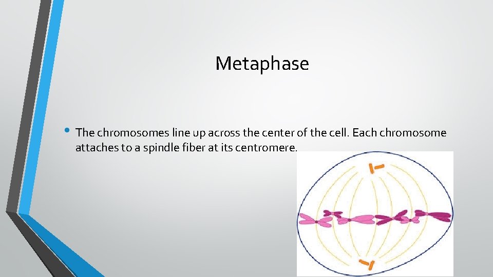Metaphase • The chromosomes line up across the center of the cell. Each chromosome