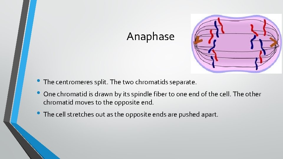 Anaphase • The centromeres split. The two chromatids separate. • One chromatid is drawn