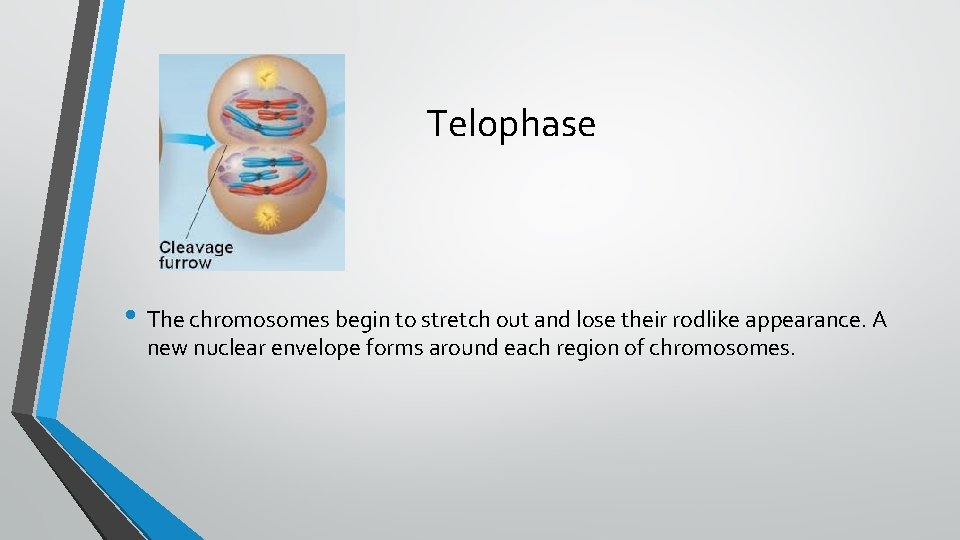 Telophase • The chromosomes begin to stretch out and lose their rodlike appearance. A
