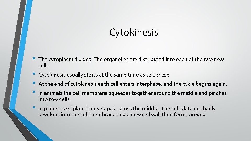 Cytokinesis • • • The cytoplasm divides. The organelles are distributed into each of