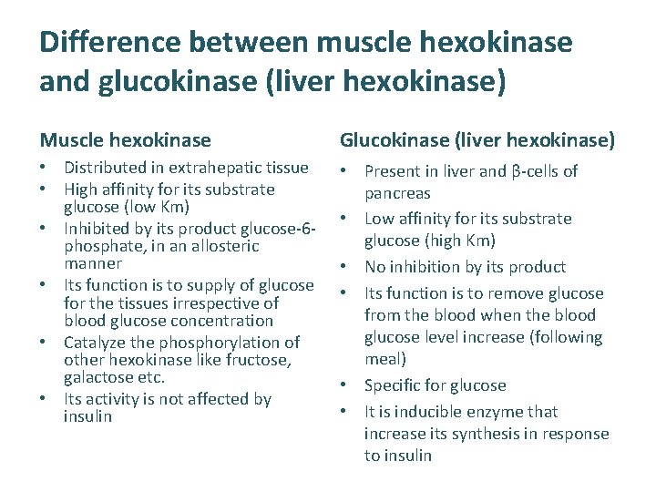 Difference between muscle hexokinase and glucokinase (liver hexokinase) Muscle hexokinase Glucokinase (liver hexokinase) •