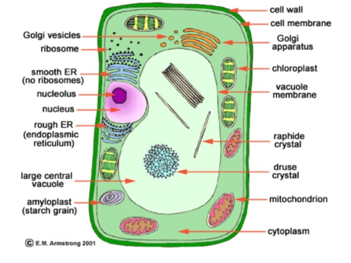 Plant Cells Plant Cells