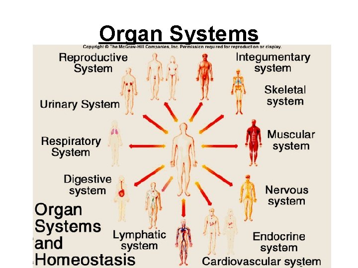 Organ Systems Organ Systems