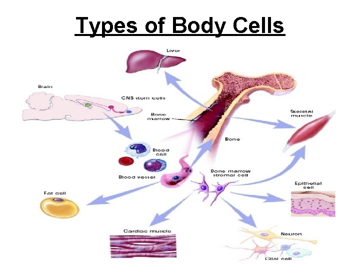 Types of Body Cells Types of Body Cells