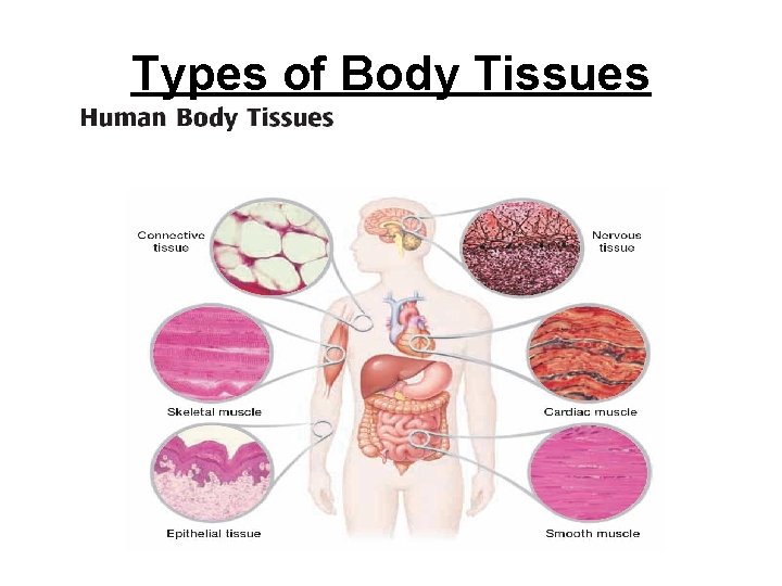 Types of Body Tissues Types of Body Tissues