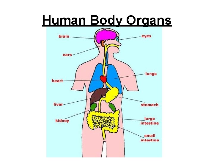 Human Body Organs Human Body Organs