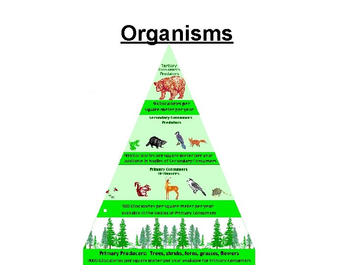 Organisms Organisms