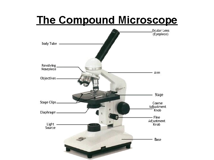 The Compound Microscope The Compound Microscope
