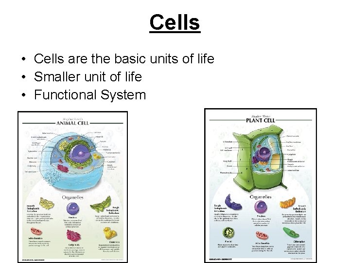 Cells • Cells are the basic units of life • Smaller unit of life Cells • Cells are the basic units of life • Smaller unit of life