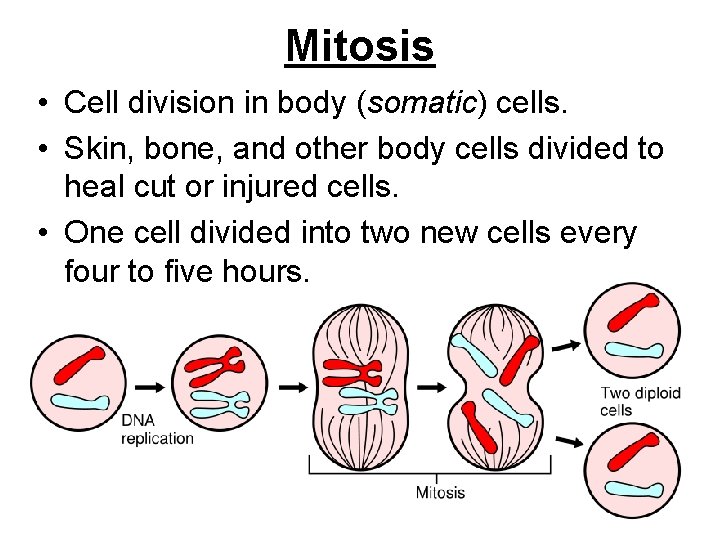 Mitosis • Cell division in body (somatic) cells. • Skin, bone, and other body Mitosis • Cell division in body (somatic) cells. • Skin, bone, and other body