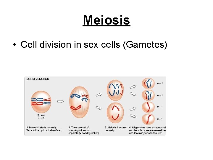 Meiosis • Cell division in sex cells (Gametes) Meiosis • Cell division in sex cells (Gametes)