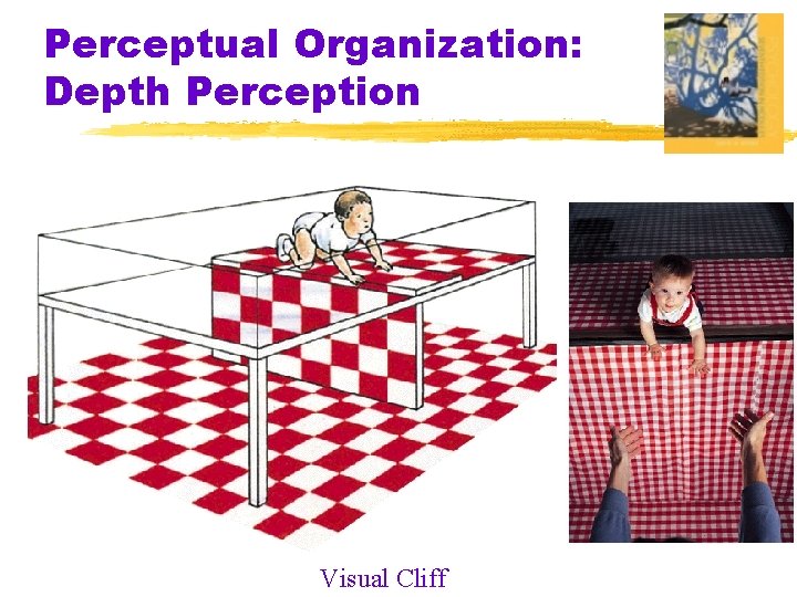 Perceptual Organization: Depth Perception Visual Cliff 