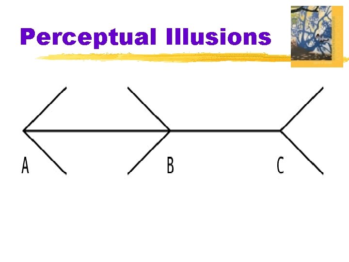 Perceptual Illusions 