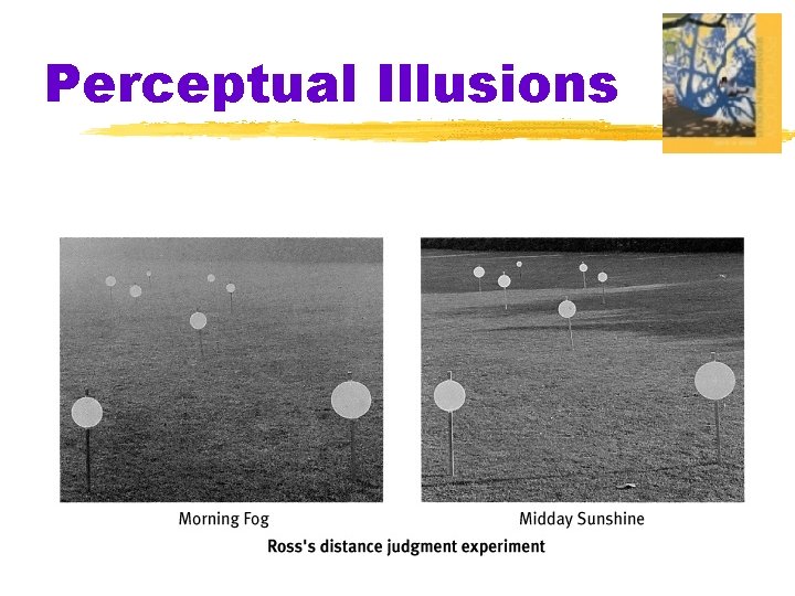 Perceptual Illusions 