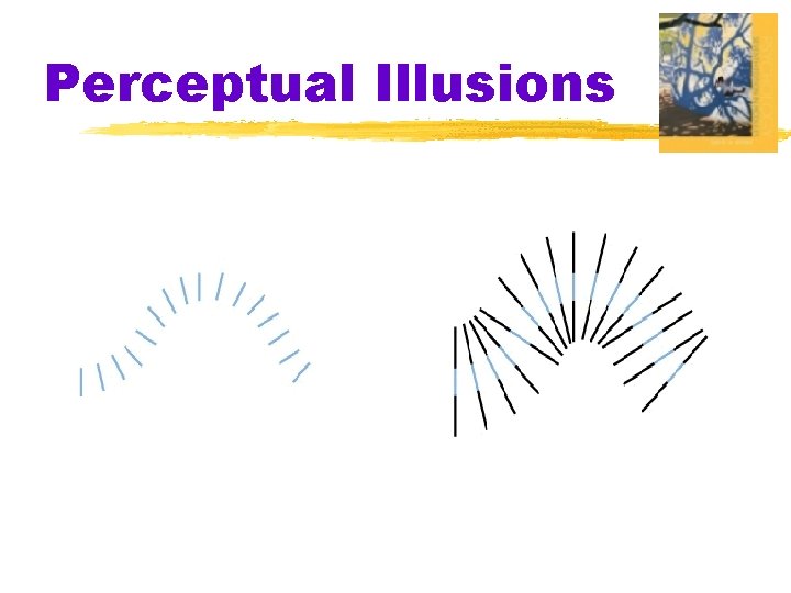 Perceptual Illusions 