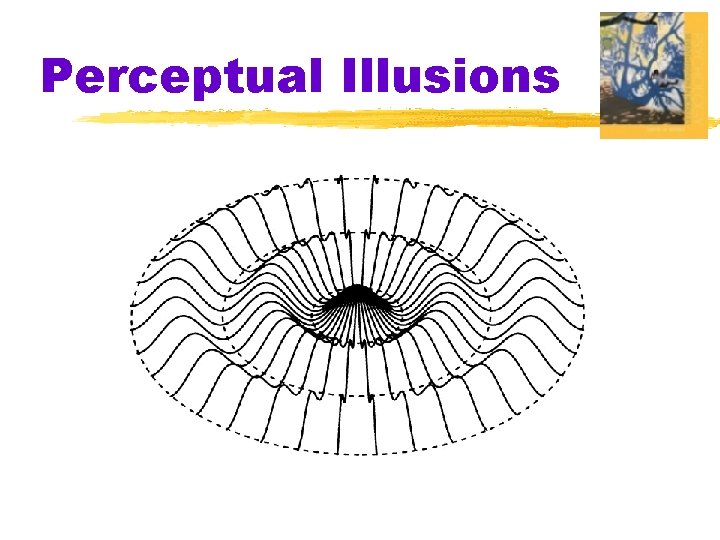 Perceptual Illusions 