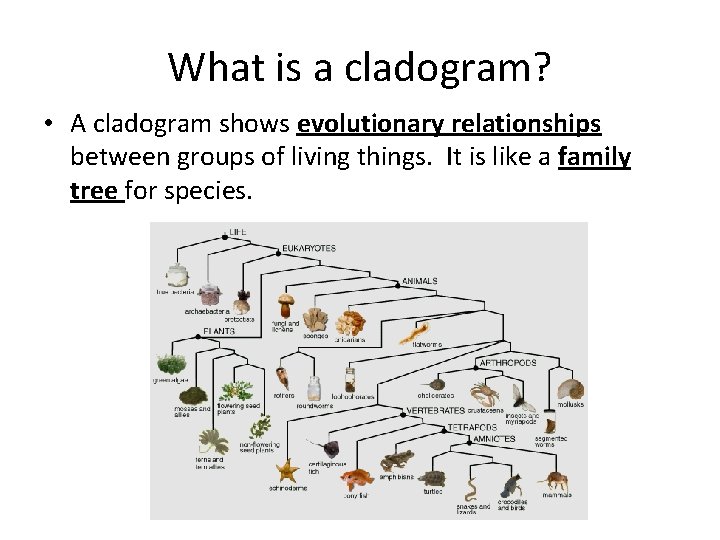 What is a cladogram? • A cladogram shows evolutionary relationships between groups of living