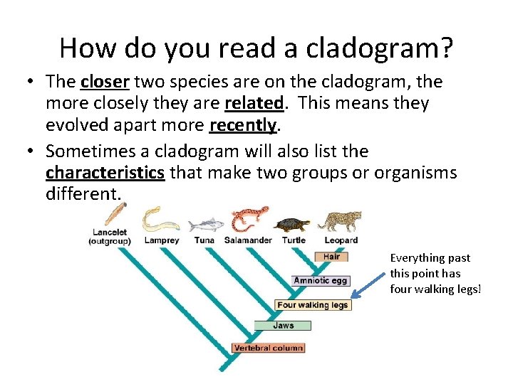 How do you read a cladogram? • The closer two species are on the
