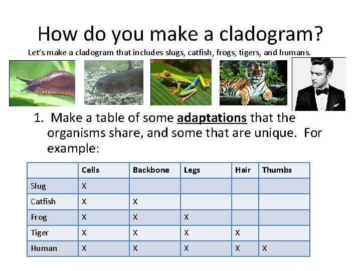 How do you make a cladogram? Let’s make a cladogram that includes slugs, catfish,