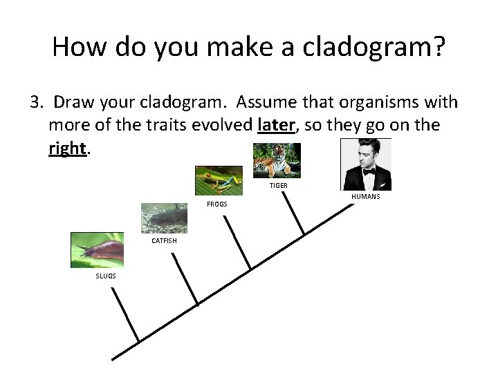 How do you make a cladogram? 3. Draw your cladogram. Assume that organisms with