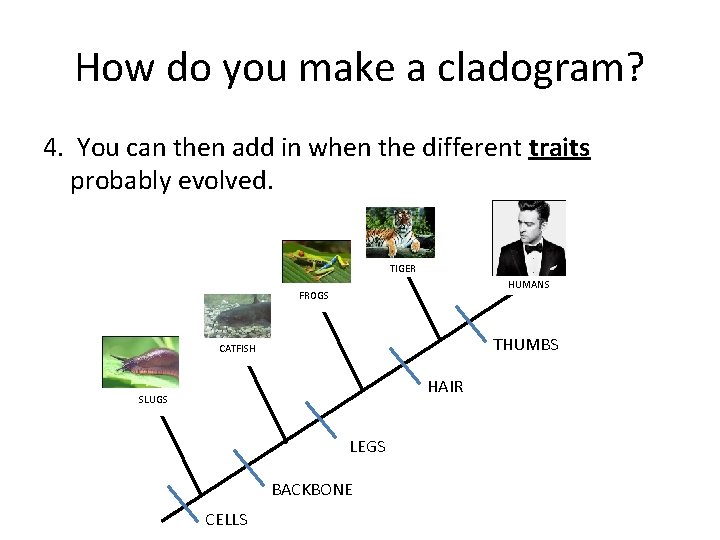 How do you make a cladogram? 4. You can then add in when the