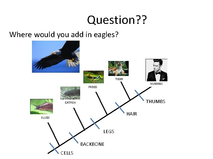 Question? ? Where would you add in eagles? TIGER HUMANS FROGS THUMBS CATFISH HAIR