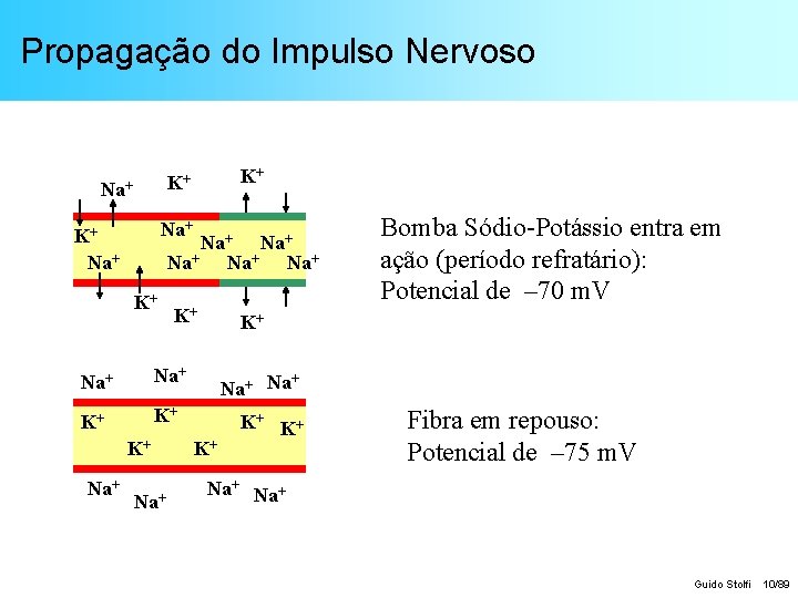 Propagação do Impulso Nervoso Na+ K+ Na+ Na+ Na+ K+ K+ K+ Na+ Na+