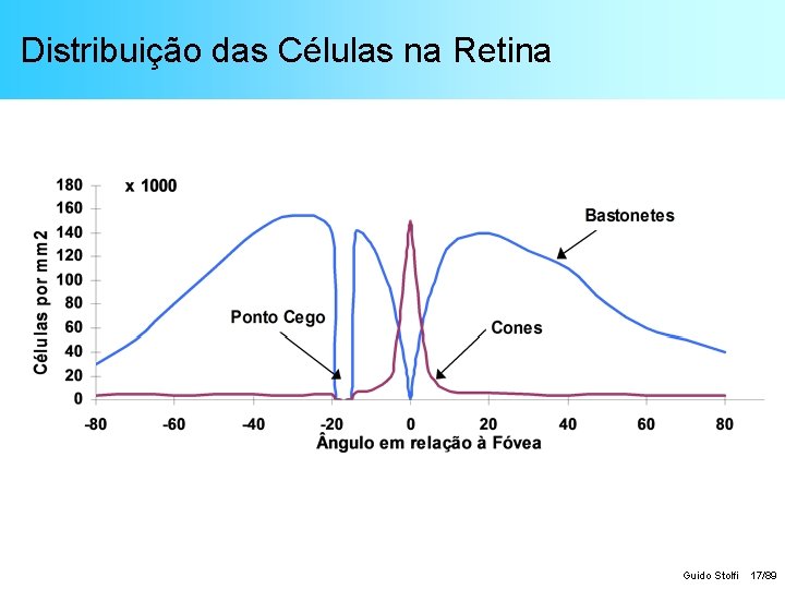 Distribuição das Células na Retina Guido Stolfi 17/89 