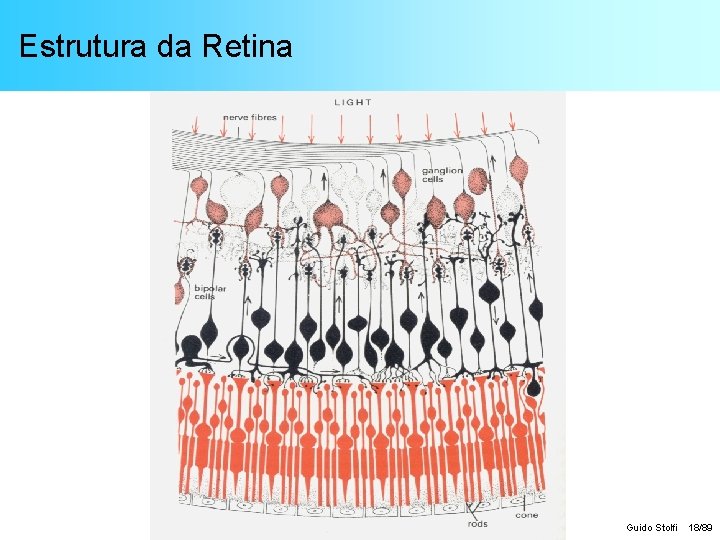 Estrutura da Retina Guido Stolfi 18/89 