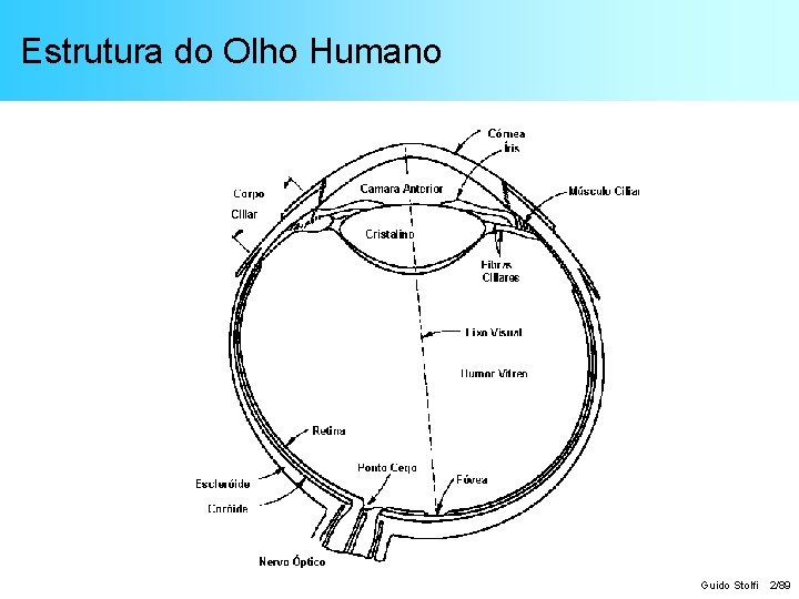 Estrutura do Olho Humano Guido Stolfi 2/89 