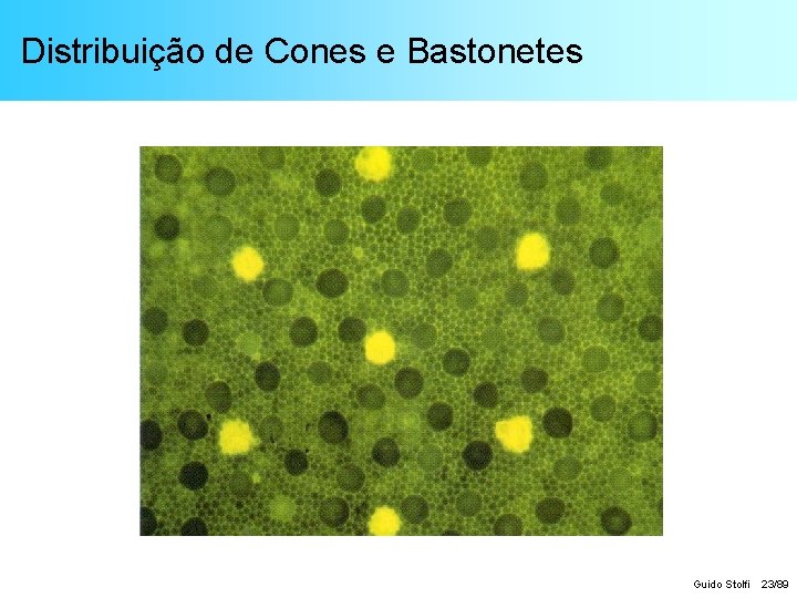 Distribuição de Cones e Bastonetes Guido Stolfi 23/89 