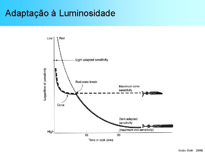 Adaptação à Luminosidade Guido Stolfi 26/89 