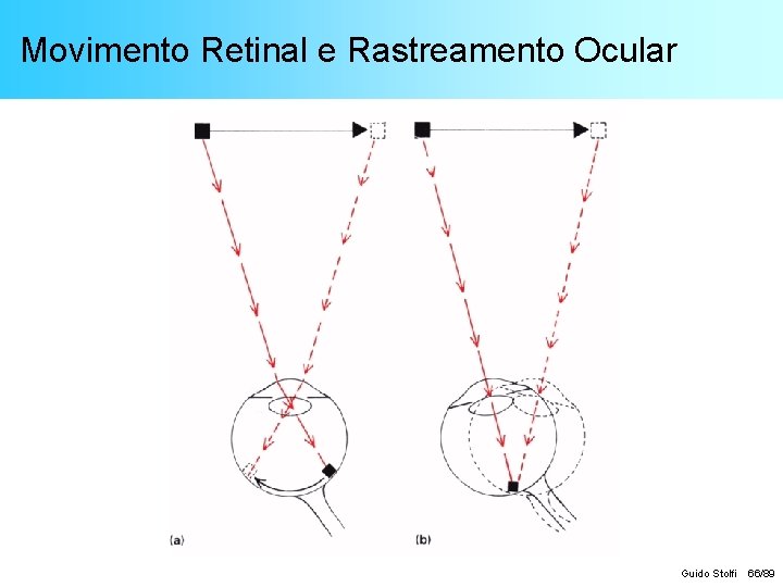 Movimento Retinal e Rastreamento Ocular Guido Stolfi 66/89 