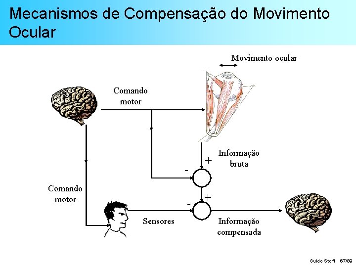 Mecanismos de Compensação do Movimento Ocular Movimento ocular Comando motor Sensores + Informação bruta