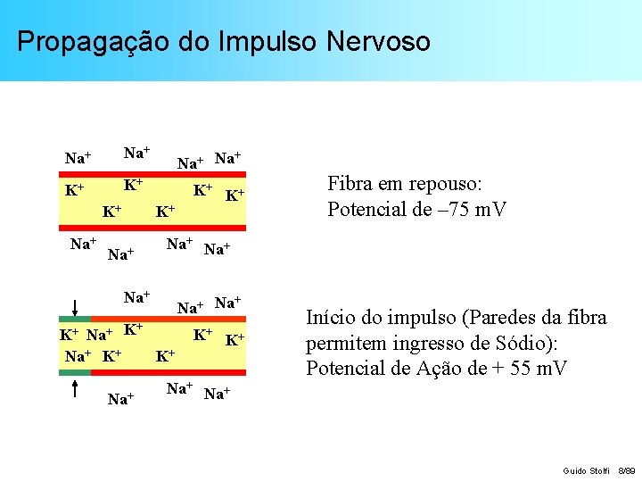 Propagação do Impulso Nervoso Na+ K+ K+ K+ Na+ Na K+ Na+ Fibra em