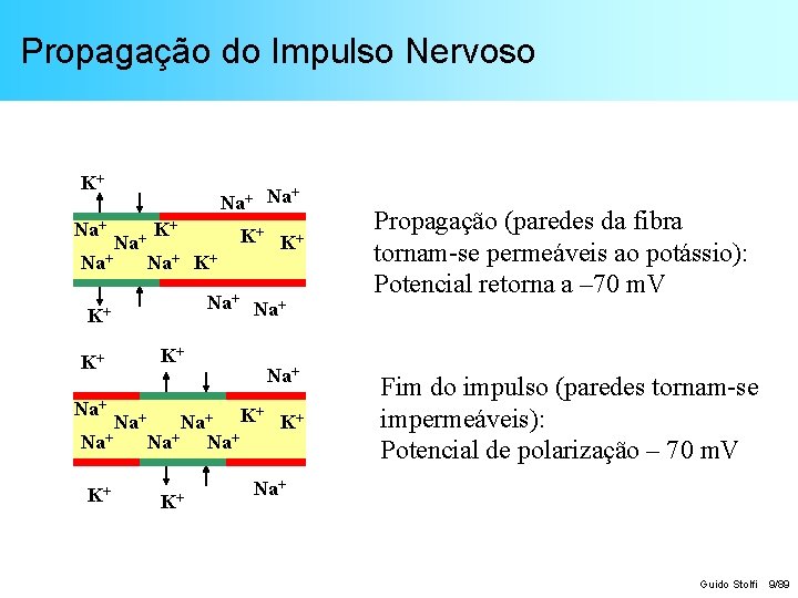 Propagação do Impulso Nervoso K+ Na+ + Na Na+ K+ Na+ Na+ K+ K+