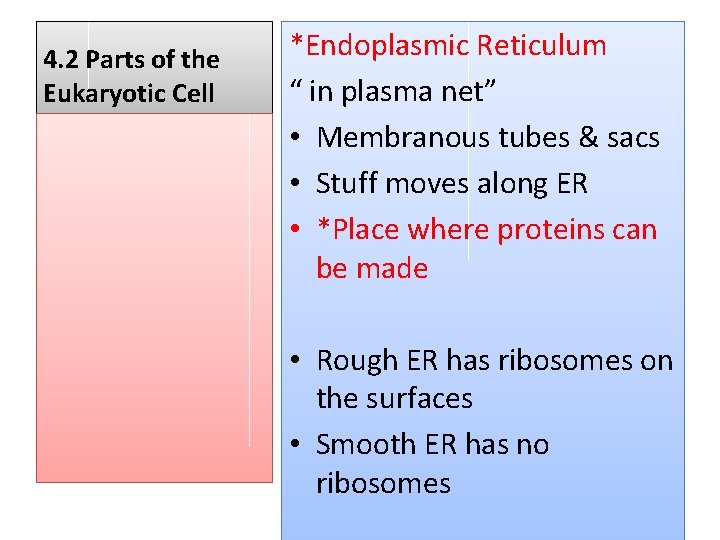 4. 2 Parts of the Eukaryotic Cell *Endoplasmic Reticulum “ in plasma net” •
