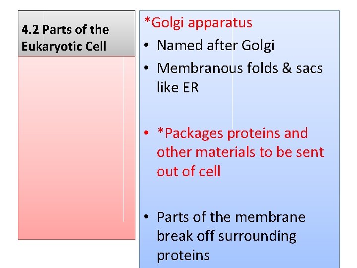 4. 2 Parts of the Eukaryotic Cell *Golgi apparatus • Named after Golgi •