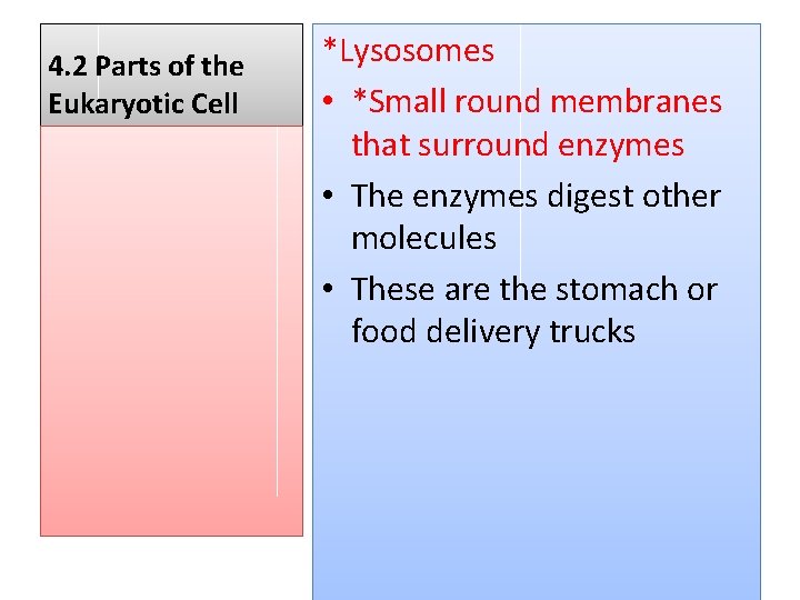 4. 2 Parts of the Eukaryotic Cell *Lysosomes • *Small round membranes that surround