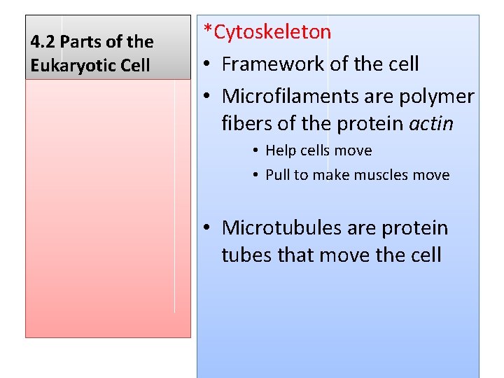 4. 2 Parts of the Eukaryotic Cell *Cytoskeleton • Framework of the cell •