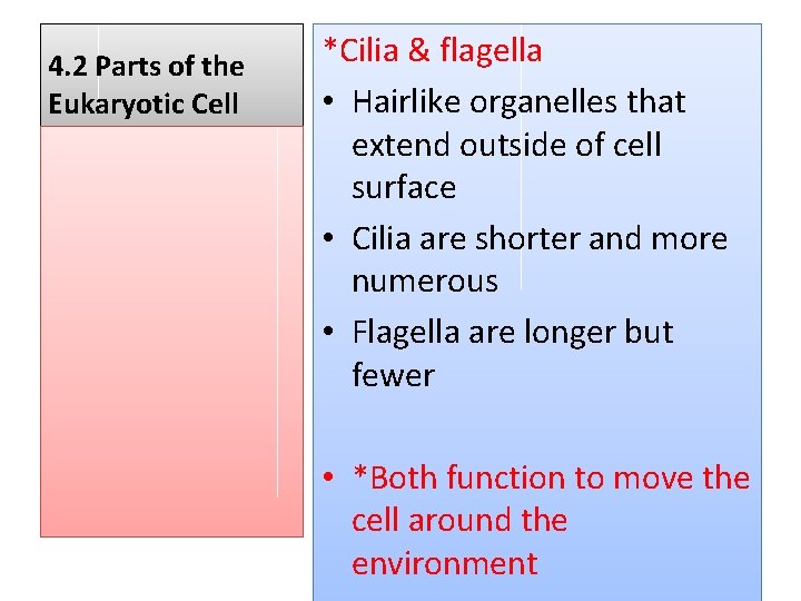 4. 2 Parts of the Eukaryotic Cell *Cilia & flagella • Hairlike organelles that