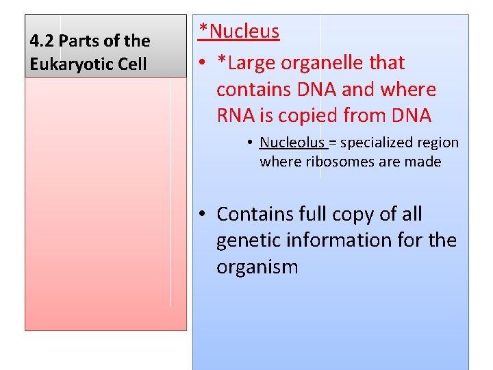 4. 2 Parts of the Eukaryotic Cell *Nucleus • *Large organelle that contains DNA