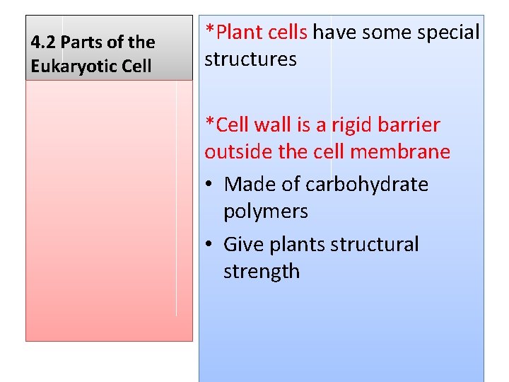 4. 2 Parts of the Eukaryotic Cell *Plant cells have some special structures *Cell